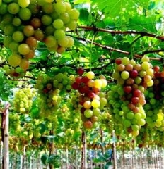 Hạt Giống Nho Leo Giàn Pháp