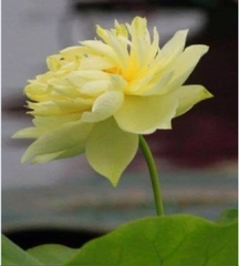 Hạt Giống Hoa Sen Bách Diệp Vàng