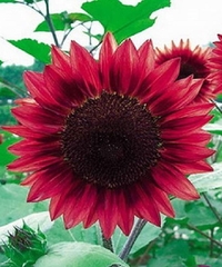 Hạt Giống Hoa Hướng Dương Đỏ