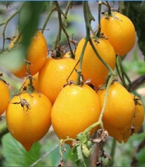 Hạt Giống Cà Chua Trái Tim Vàng