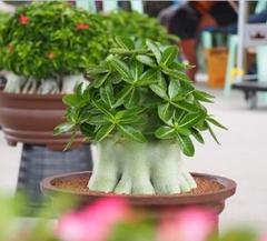 Hạt giống hoa sứ kim tự tháp