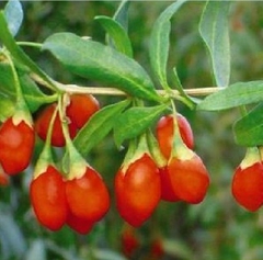 Hạt Giống Quả Câu Kỷ Tử - GojiBerry