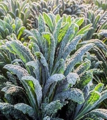 Hạt Giống Cải Xoăn Kale Khủng Long Ý