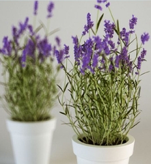Hạt Giống Hoa Oải Hương ( Lavender)