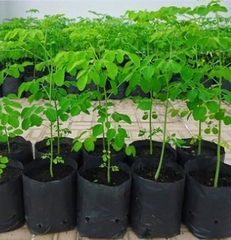 Hạt Giống Cây Chùm Ngây F1