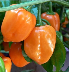 Hạt Giống Ớt Chuông Ngọt Mix Màu