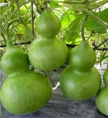Hạt Giống Bầu Hồ Lô Cao Sản