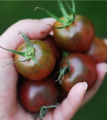 Hạt Giống Cà Chua Bi Socola F1 (Cà Chua Cherry)