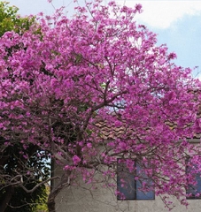 Hạt Giống Hoa Phượng Tím