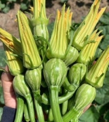 Hạt Giống Bí Siêu Nụ Cao Sản