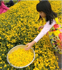 Hạt giống hoa Trà Hoa Cúc - Gói 3gram