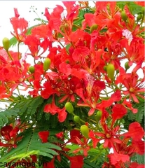 Hạt Giống Hoa Phượng Vĩ Đỏ