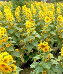 Hạt Giống Hoa Hướng Dương Siêu Bông - Hướng Dương Tháp