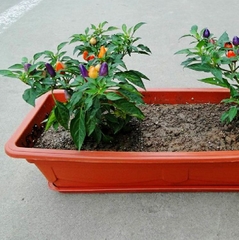 Hạt Giống Ớt Bàn Đào - Ớt Đào Tiên