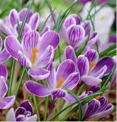 Củ Giống Hoa Nghệ Tây Hoa Màu Hồng - 5 Củ