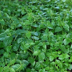 Hạt Giống Rau Càng Cua - Gói 0.5gram