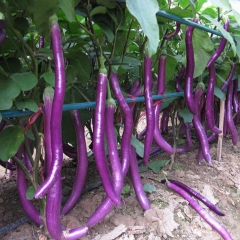 Hạt Giống Cà Tím Siêu Dài Đài Loan