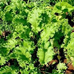 Hạt giống rau cải mù tạp - Gói 5gram