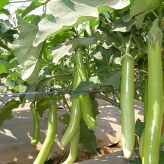 Hạt Giống Cà Xanh Mỡ Dài