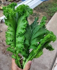 Hạt giống rau cải mù tạp - Gói 5gram