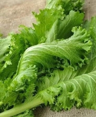 Hạt giống rau cải mù tạp - Gói 5gram