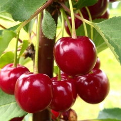 Hạt Giống Cây Cherry ( Anh Đào )
