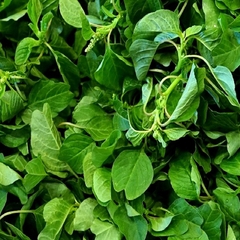 Hạt Giống Rau Dền Cơm - Gói 10gram
