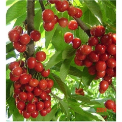 Hạt Giống Cây Cherry ( Anh Đào )