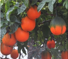 Hạt Giống Quả Gấc Cao Sản
