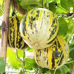 Hạt Giống Dưa Bở Thơm Cao Sản