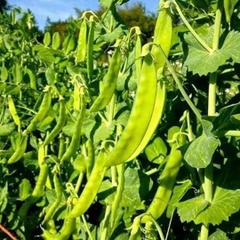 Hạt Giống Đậu Hà Lan ( Thu Trái )