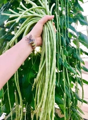 Hạt Giống Đậu Đũa Hạt Đen Cao Sản
