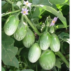 Hạt Giống Cà Trứng Rồng Mã Lai