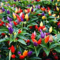 Hạt Giống Ớt Kiểng Ngũ Sắc