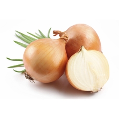 Hạt Giống Hành Củ Yellow Texas Grano
