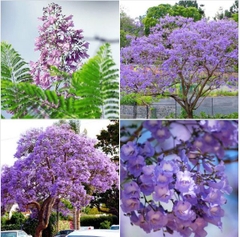 Hạt Giống Hoa Phượng Tím