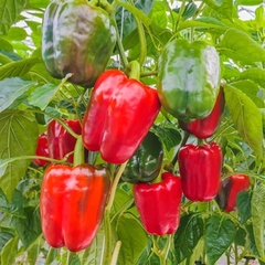 Hạt Giống Ớt Chuông Ngọt Mix Màu