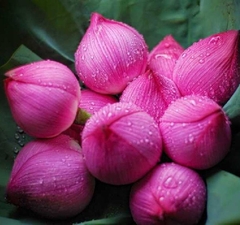 Hạt giống hoa sen lớn ( sen ta ) mix màu