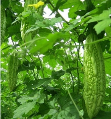 Hạt Giống Khổ Qua Mỡ - Mướp Đắng F1