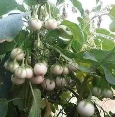 Hạt Giống Cà Pháo Trắng Cao Sản