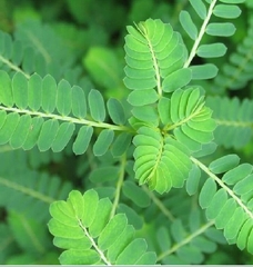 Hạt Giống Diệp Hạ Châu Đắng