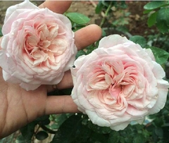 Hạt giống hoa hồng cổ vân khôi