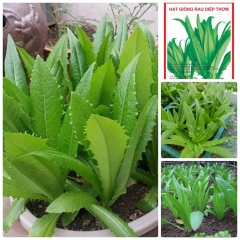 Hạt giống rau diếp thơm ( rau cải chíp )
