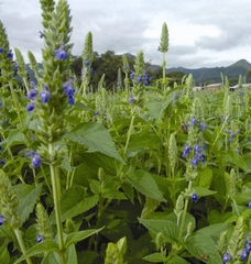 Hạt Giống Hạt Chia - Mỹ (Salvia hispanica)