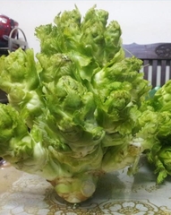 Hạt Giống Rau Cải Mầm Đá Sapa