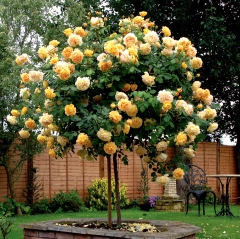 Hạt giống Hoa Hồng Thân Gỗ Tree Rose Mix Màu