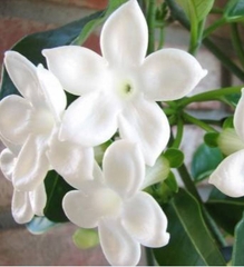 Hạt Giống Hoa Nhài ( Hoa Lài )