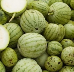 Hạt Giống Dưa Hấu Nụ - Dưa Hồng - Dưa Canh