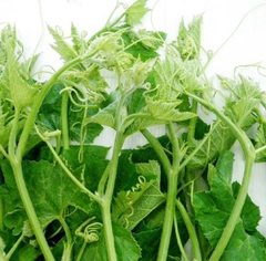 Hạt Giống Bí Siêu Ngọn Cao Sản
