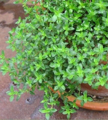 Hạt giống Cỏ Xạ Hương Thyme